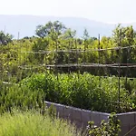 Officinalis - Family * Brzac