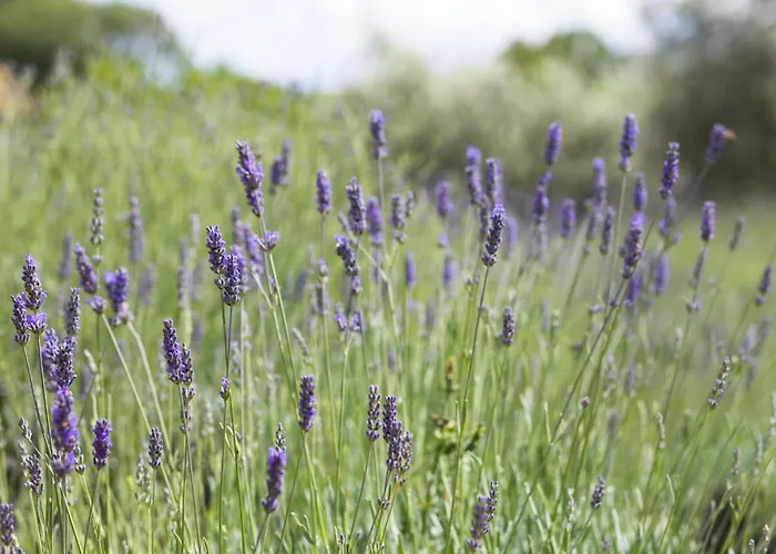 Officinalis - Family *