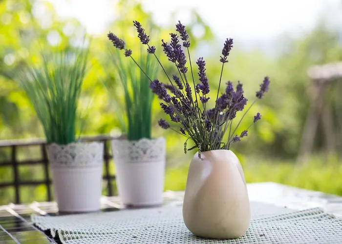 Officinalis - Family * Brzac