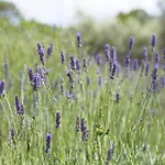Officinalis - Family *