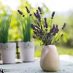 Officinalis - Family * Brzac