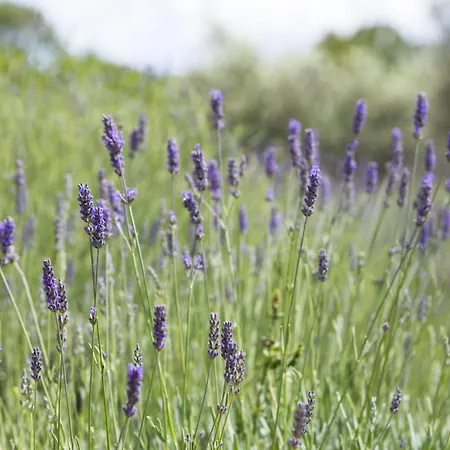 Officinalis - Family *