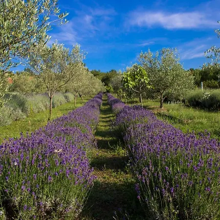Semesterbostad Officinalis - Family *